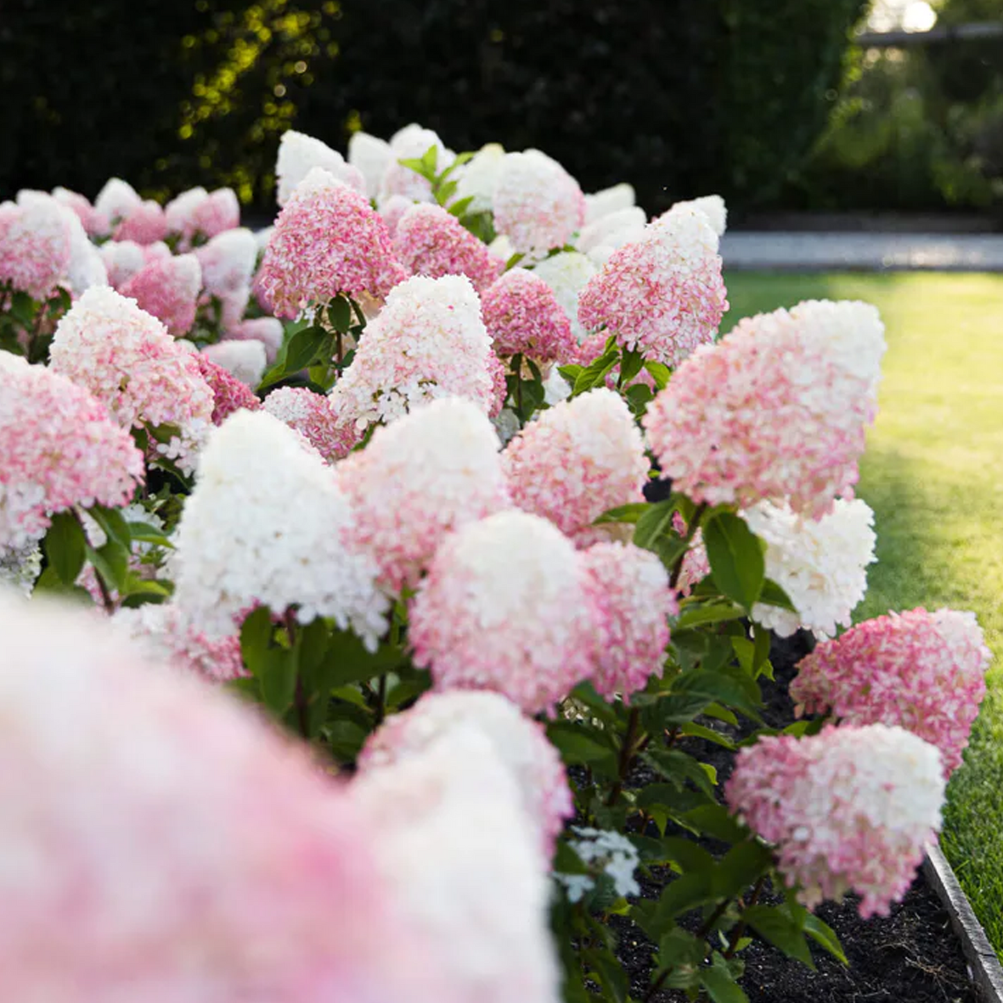 Hydrangea Pink & Rose