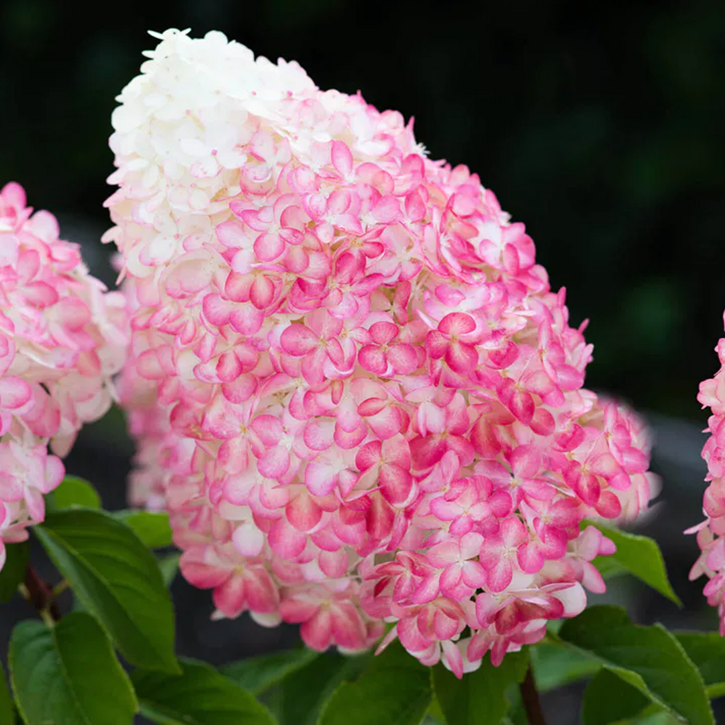 Hydrangea Pink & Rose
