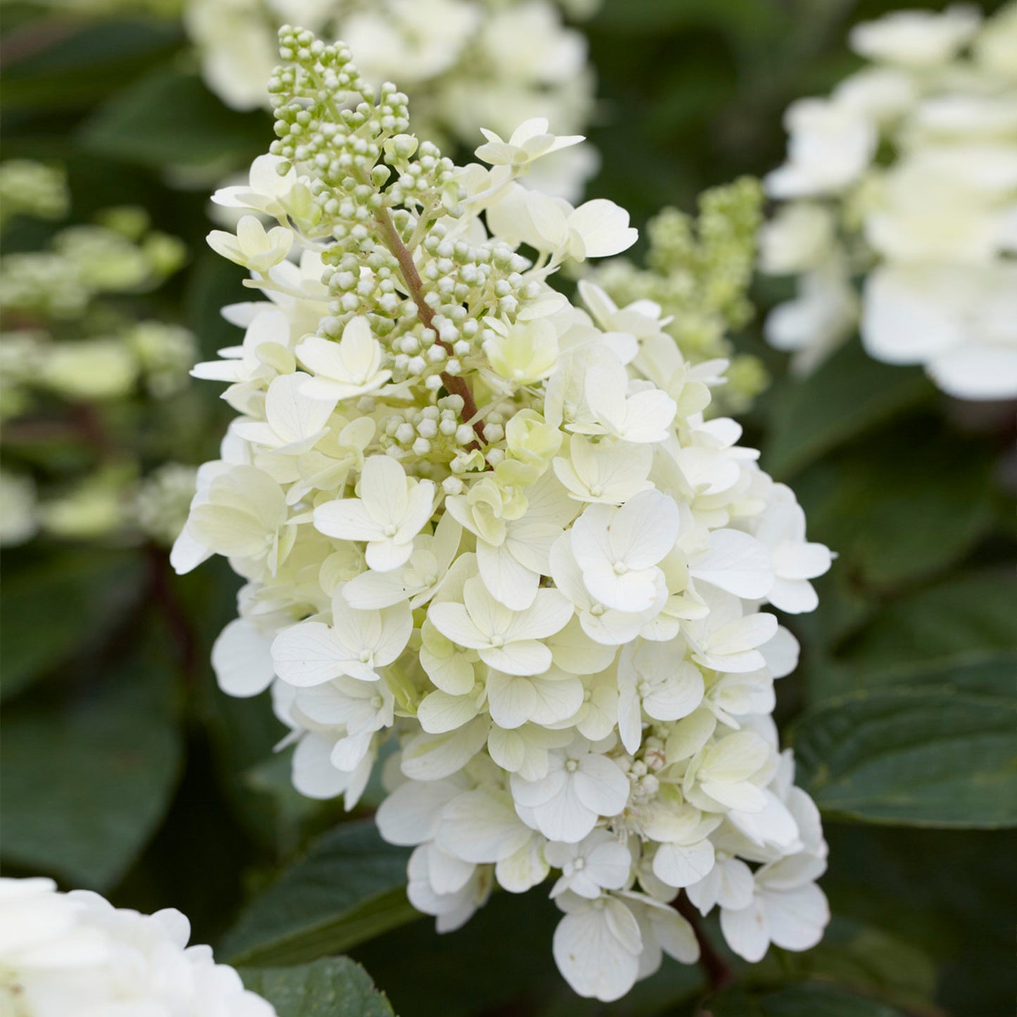 Hydrangea Candlelight