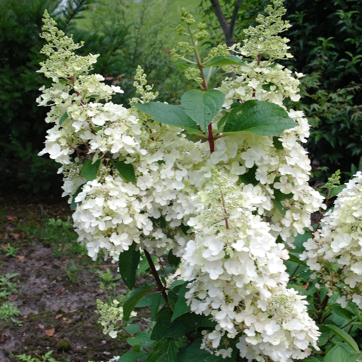 Hydrangea Candlelight