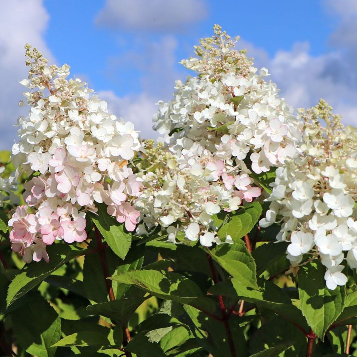 Hydrangea Candlelight