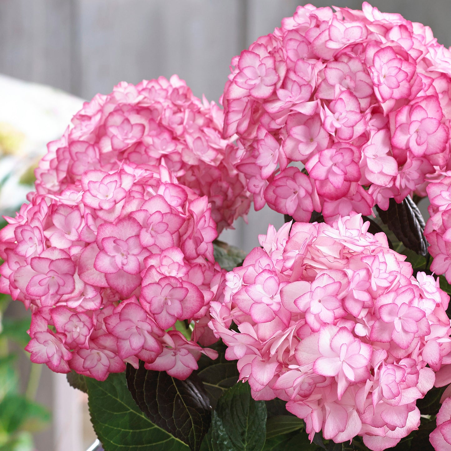Hydrangea Miss Saori