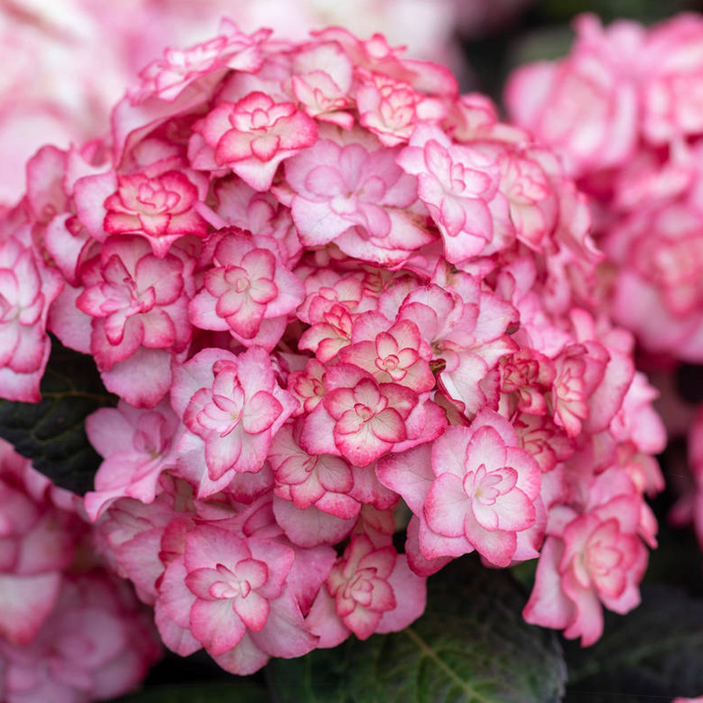 Hydrangea Miss Saori