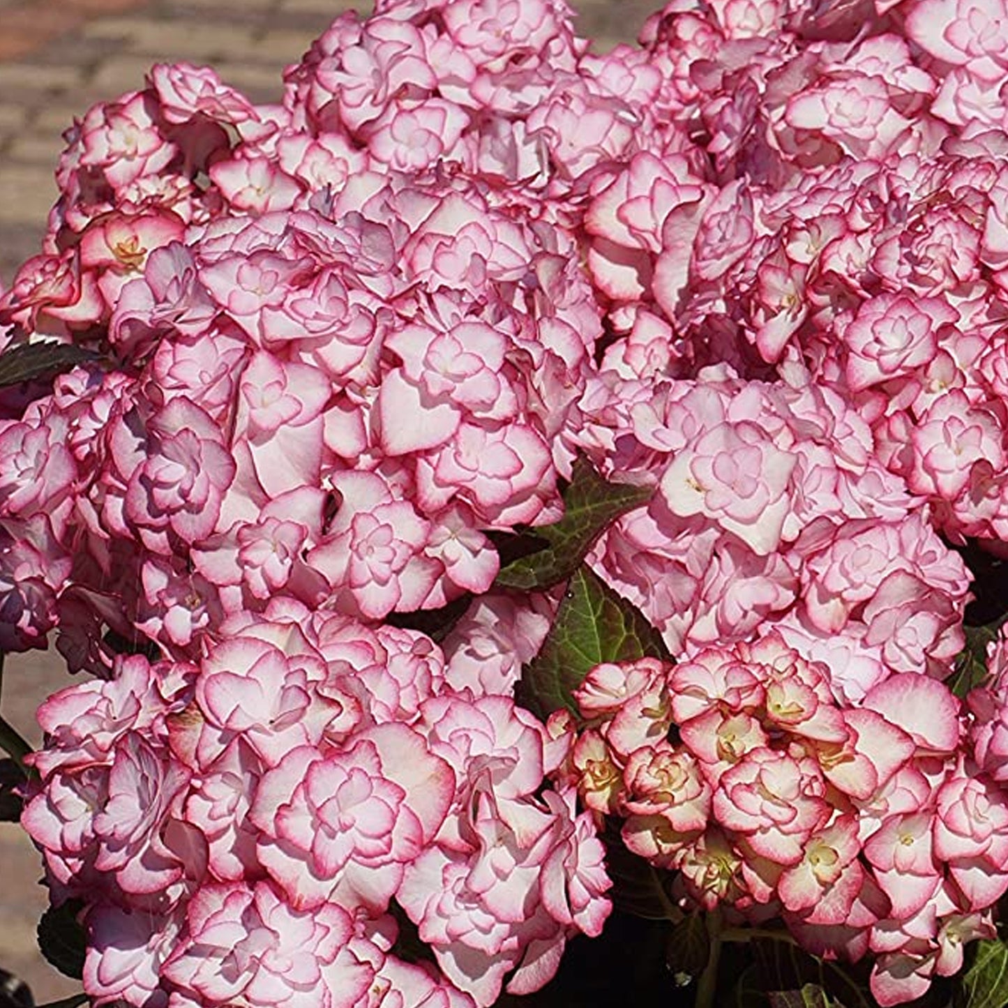 Hydrangea Miss Saori