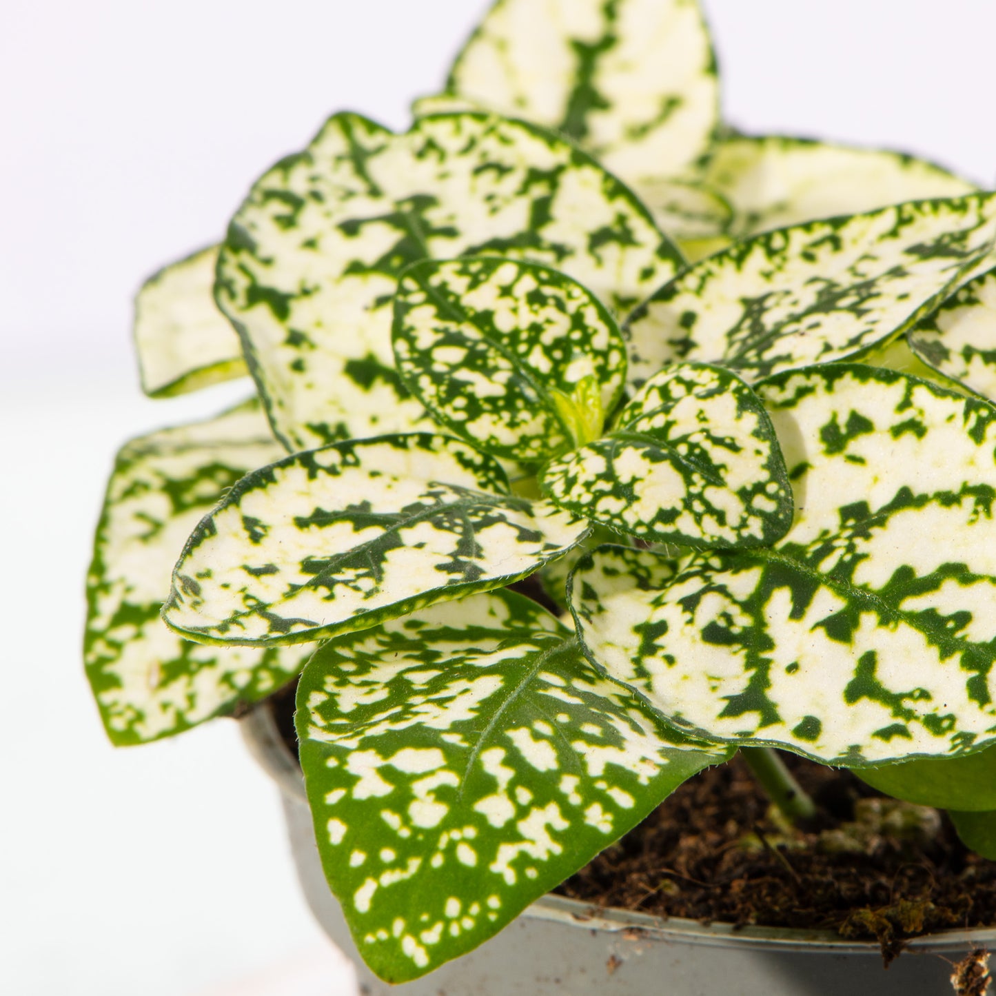 Baby Plants - Hypoestes Phyllostachya White