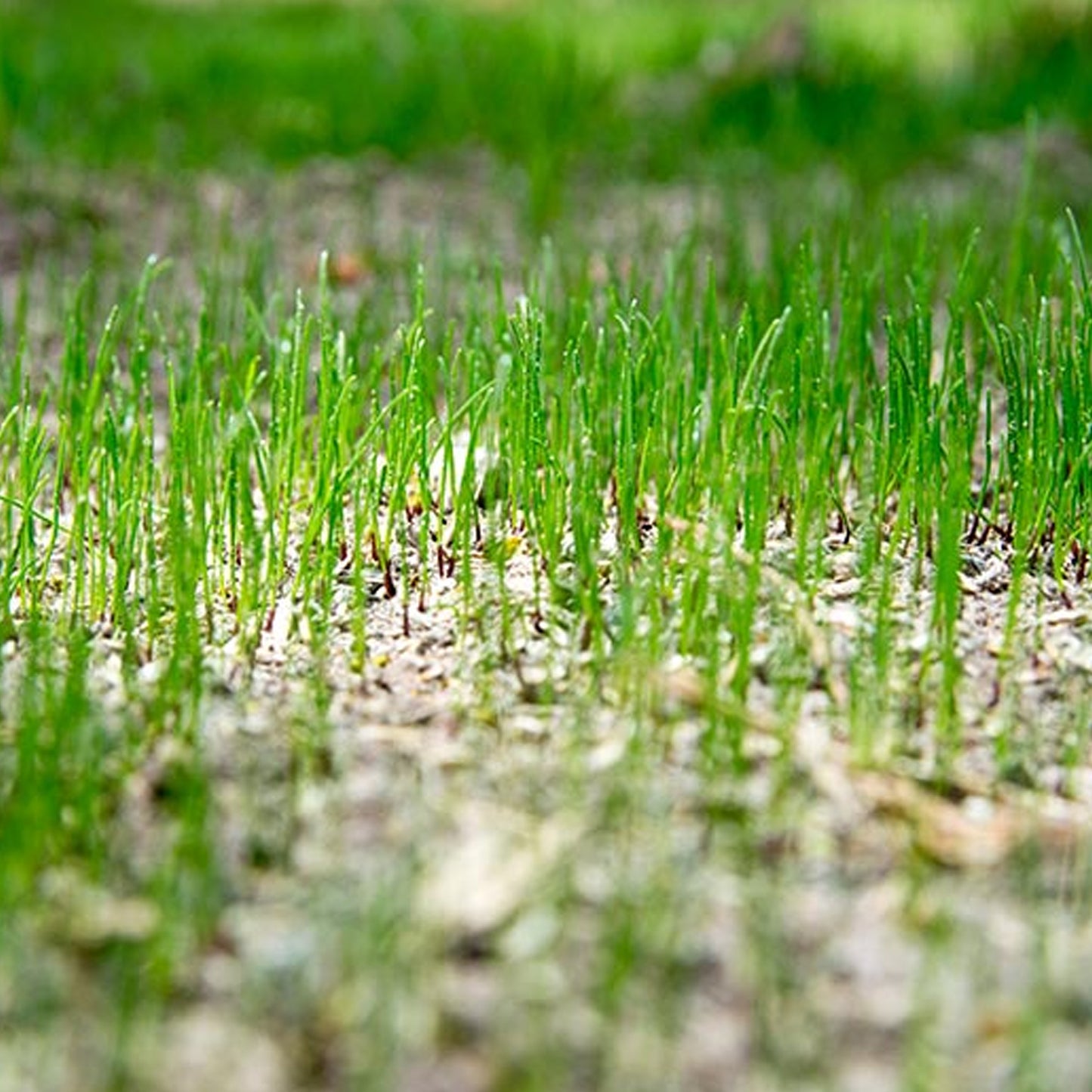 ICL Landscaper Pro Spring/Summer 5kg