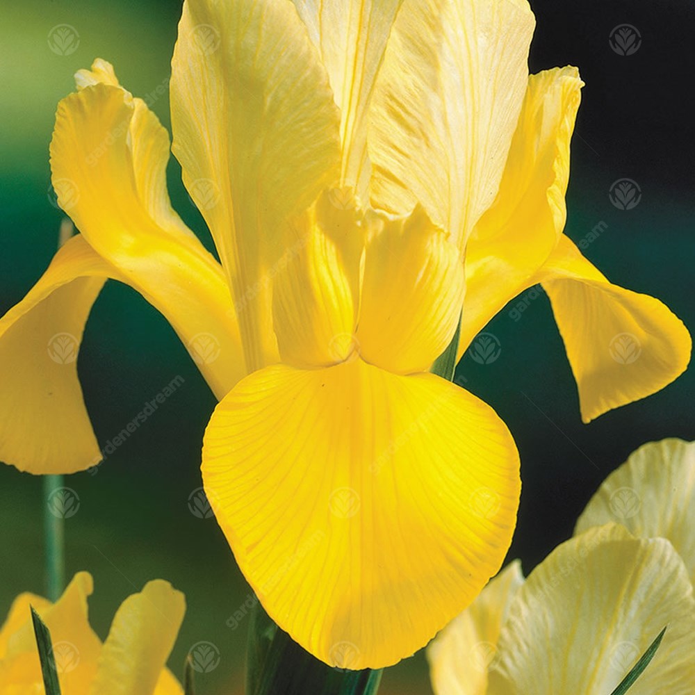 Iris Golden Beauty -MASTER-