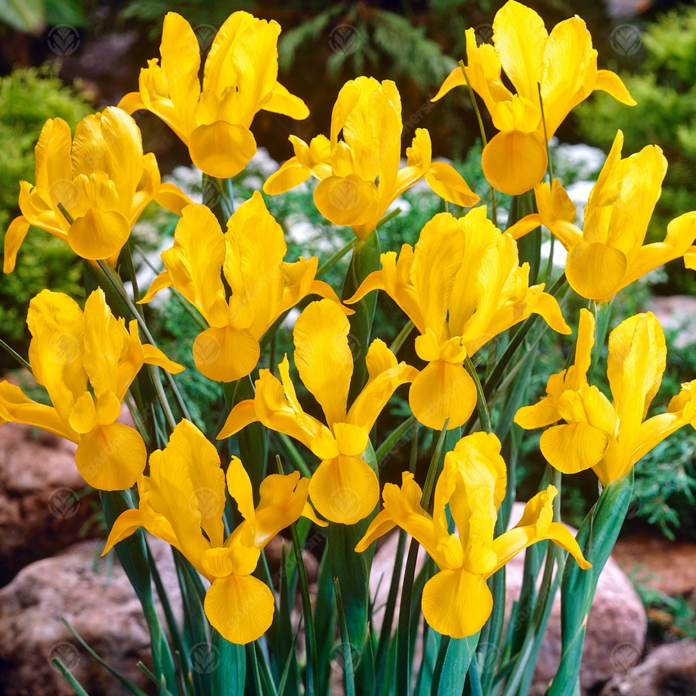 Iris Golden Beauty -MASTER-