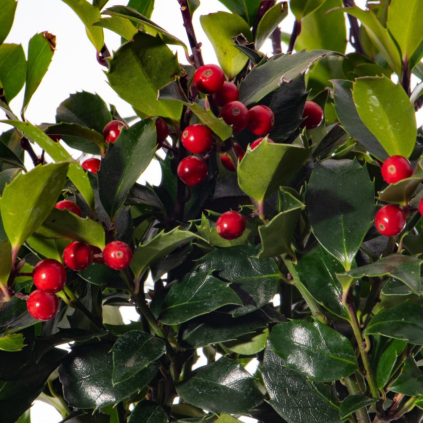 Standard Holly Tree With Pot Cover & Gift Wrapped