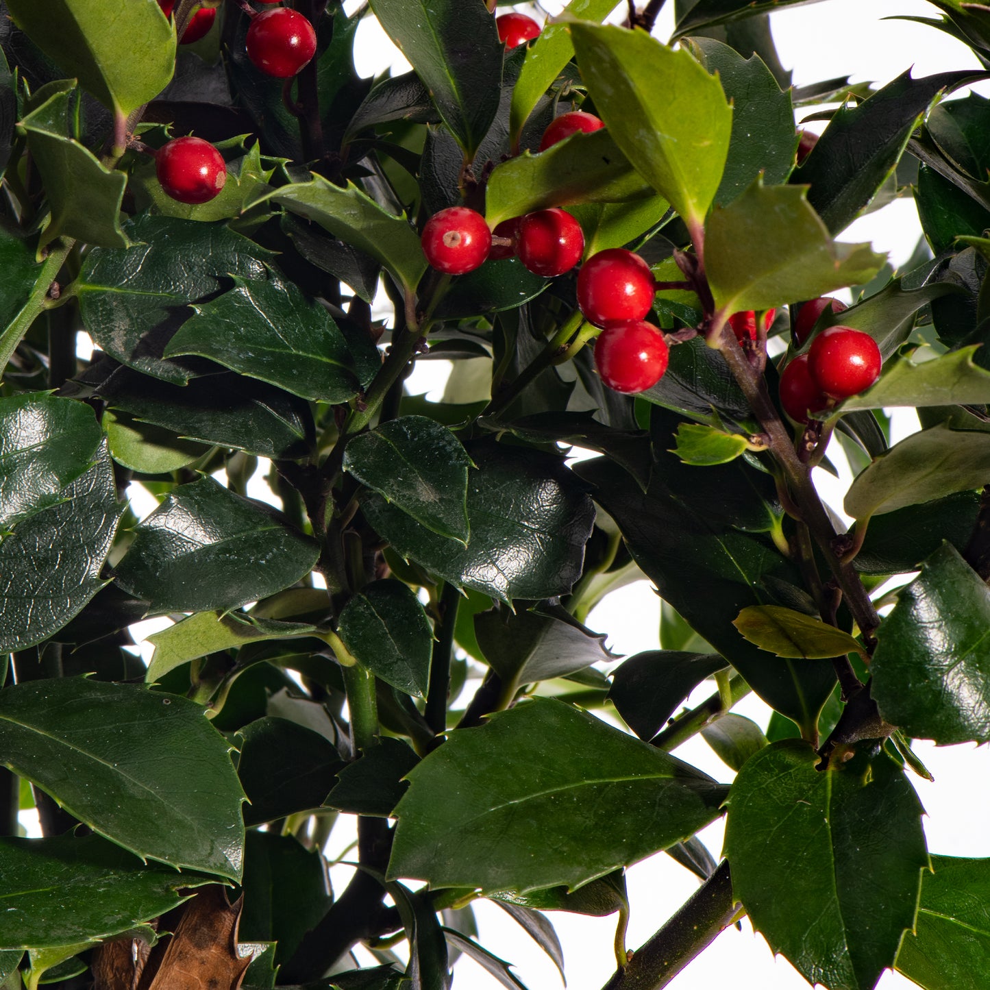 Standard Holly Tree With Pot Cover & Gift Wrapped