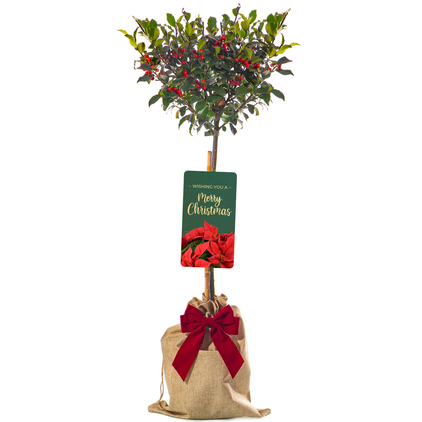 Standard Holly Tree With Pot Cover & Gift Wrapped