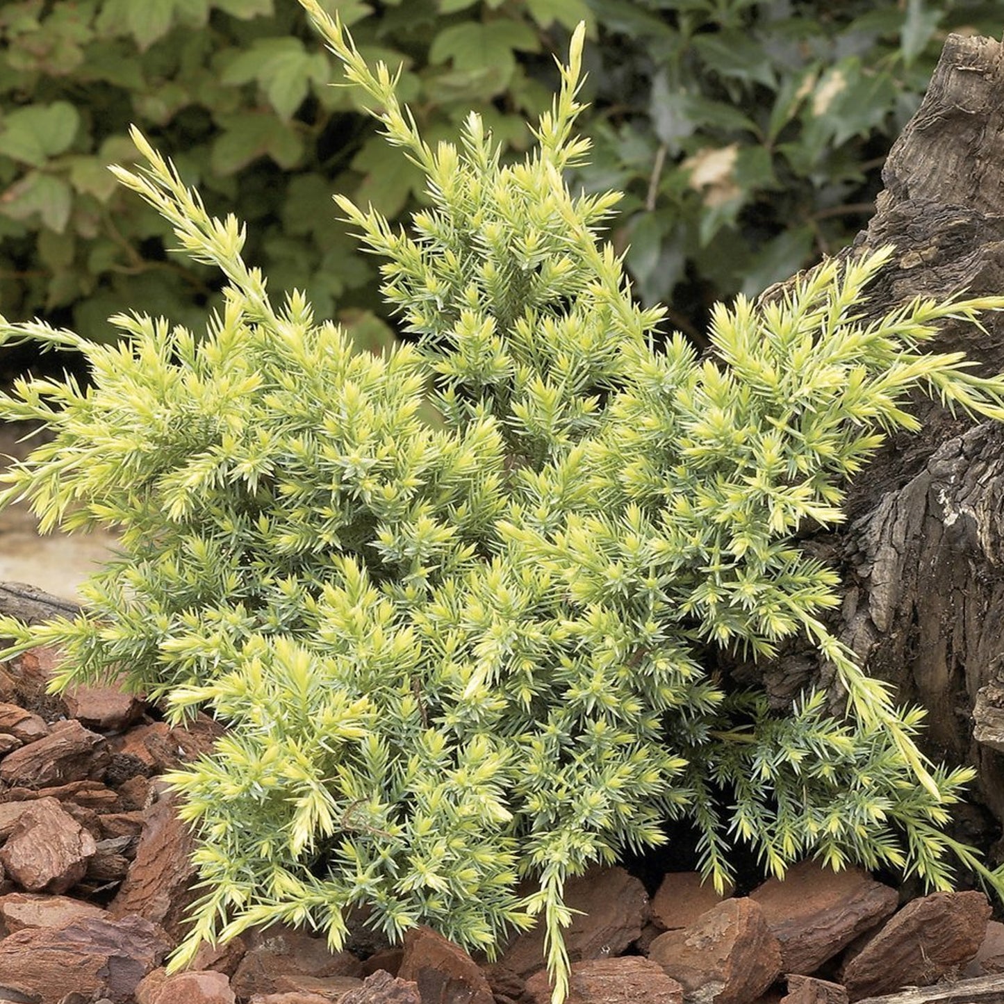 Juniperus Holger