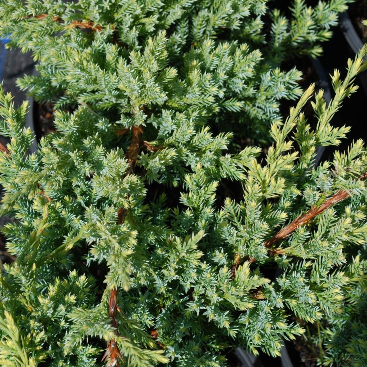 Juniperus Holger