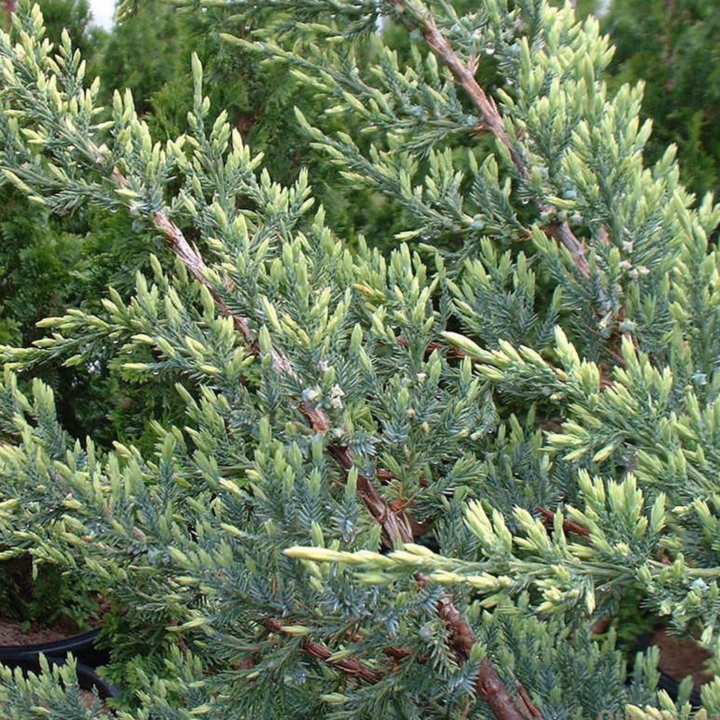 Juniperus Holger
