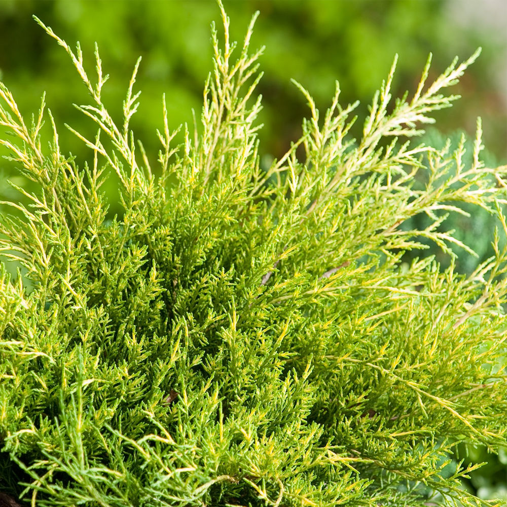 Conifer Mix (9cm, Pack of 10)