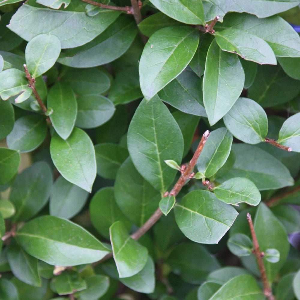 Ligustrum Ovalifolium