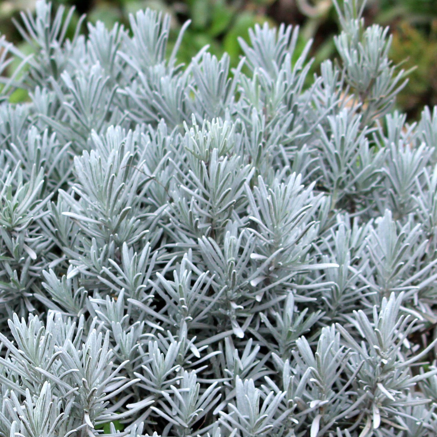 Herb - Lavender