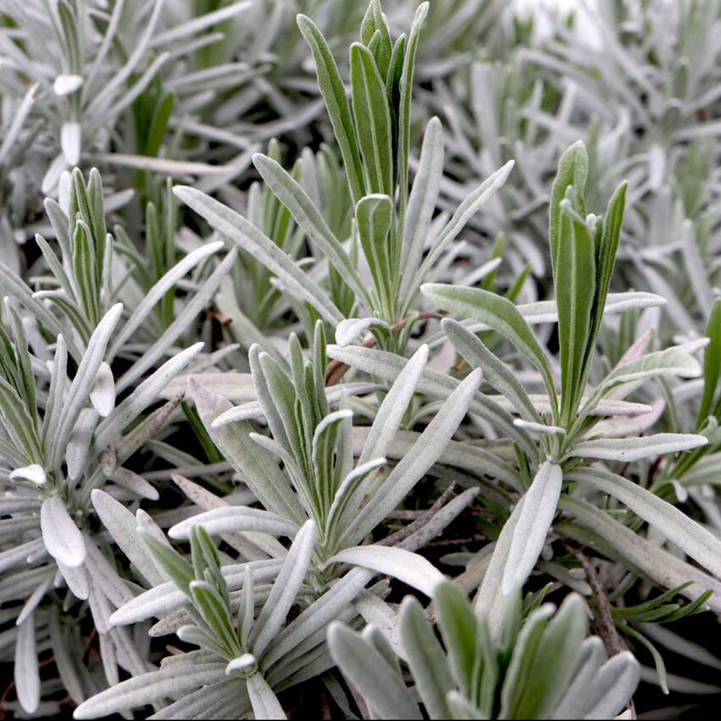 Herb - Lavender