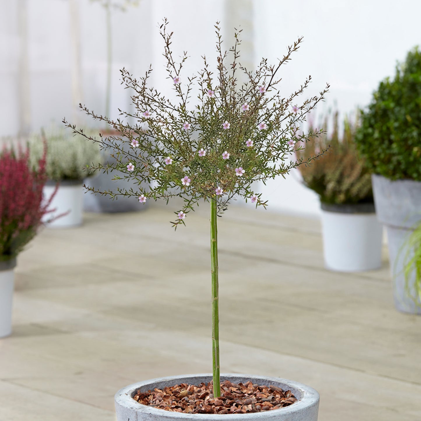 Leptospermum Bianco Patio Tree
