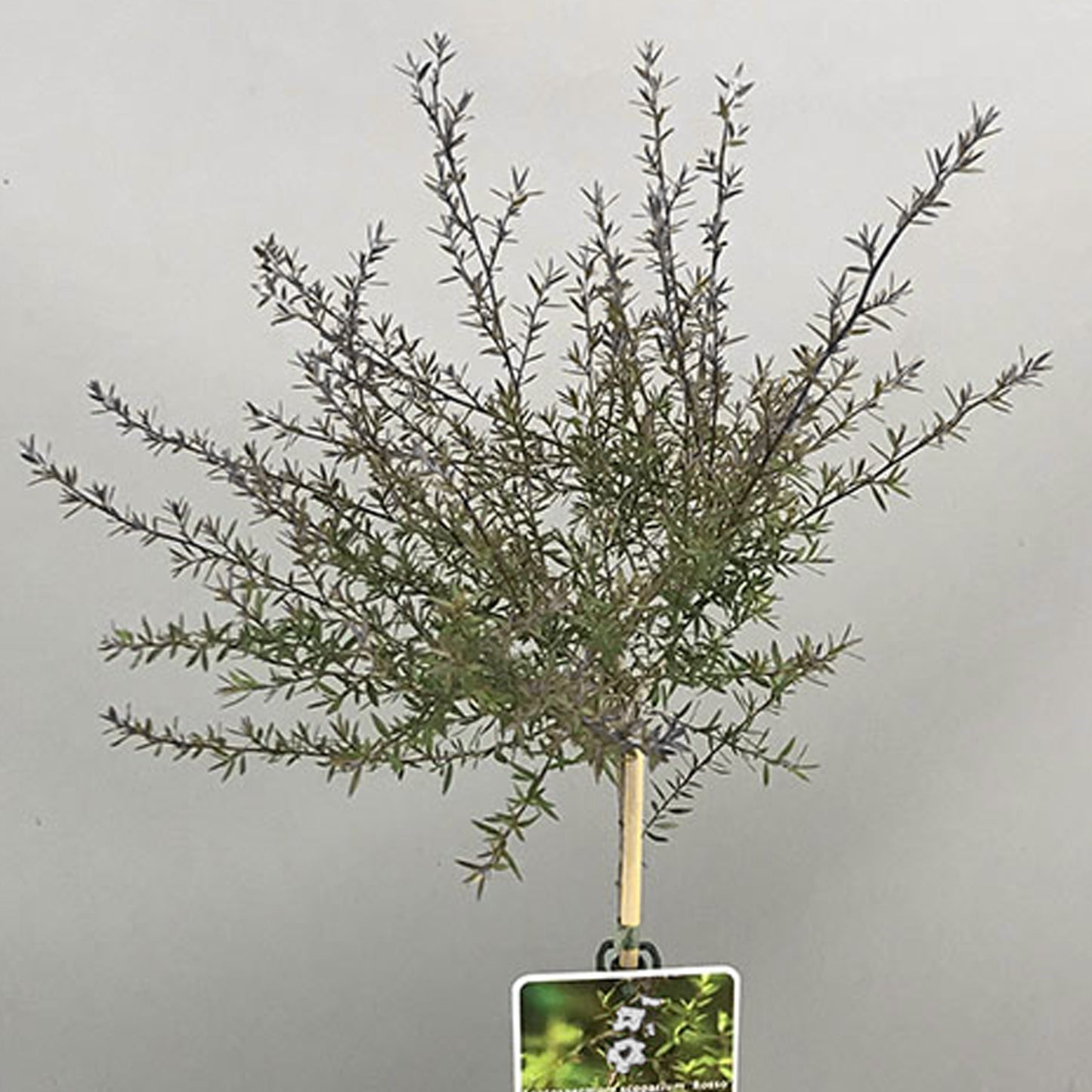 Leptospermum Bianco Patio Tree