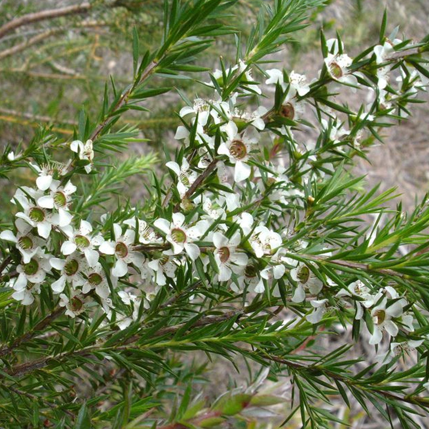 Leptospermum Bianco Patio Tree
