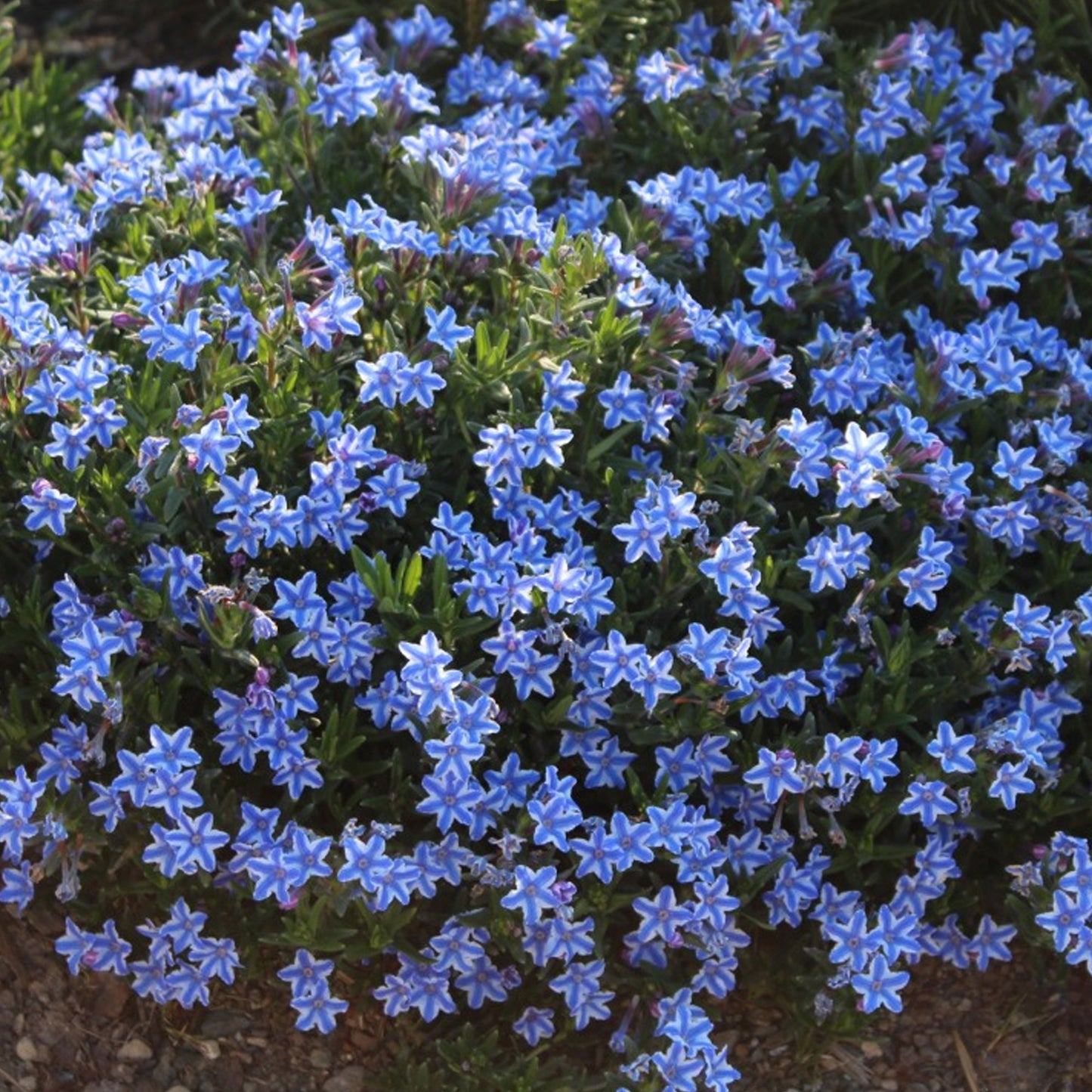 Lithodora Blue Star