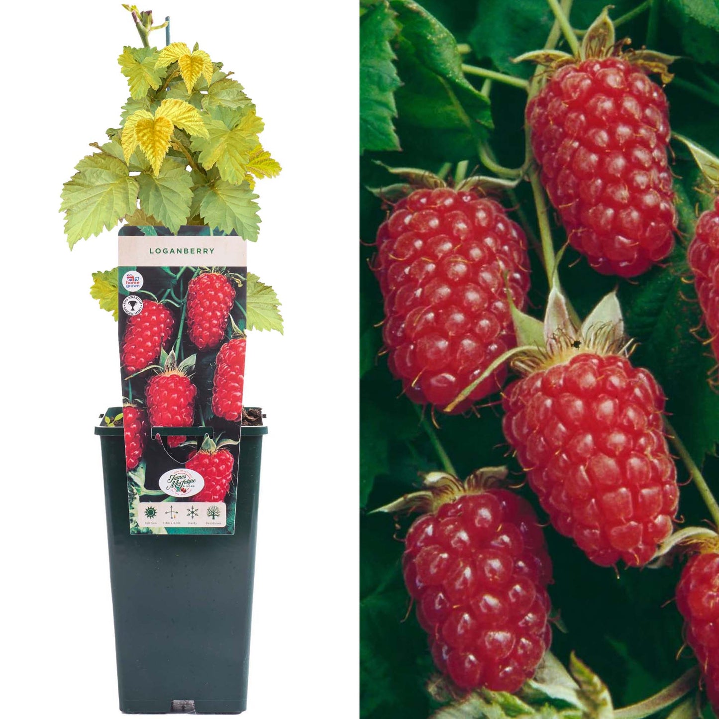 Loganberry
