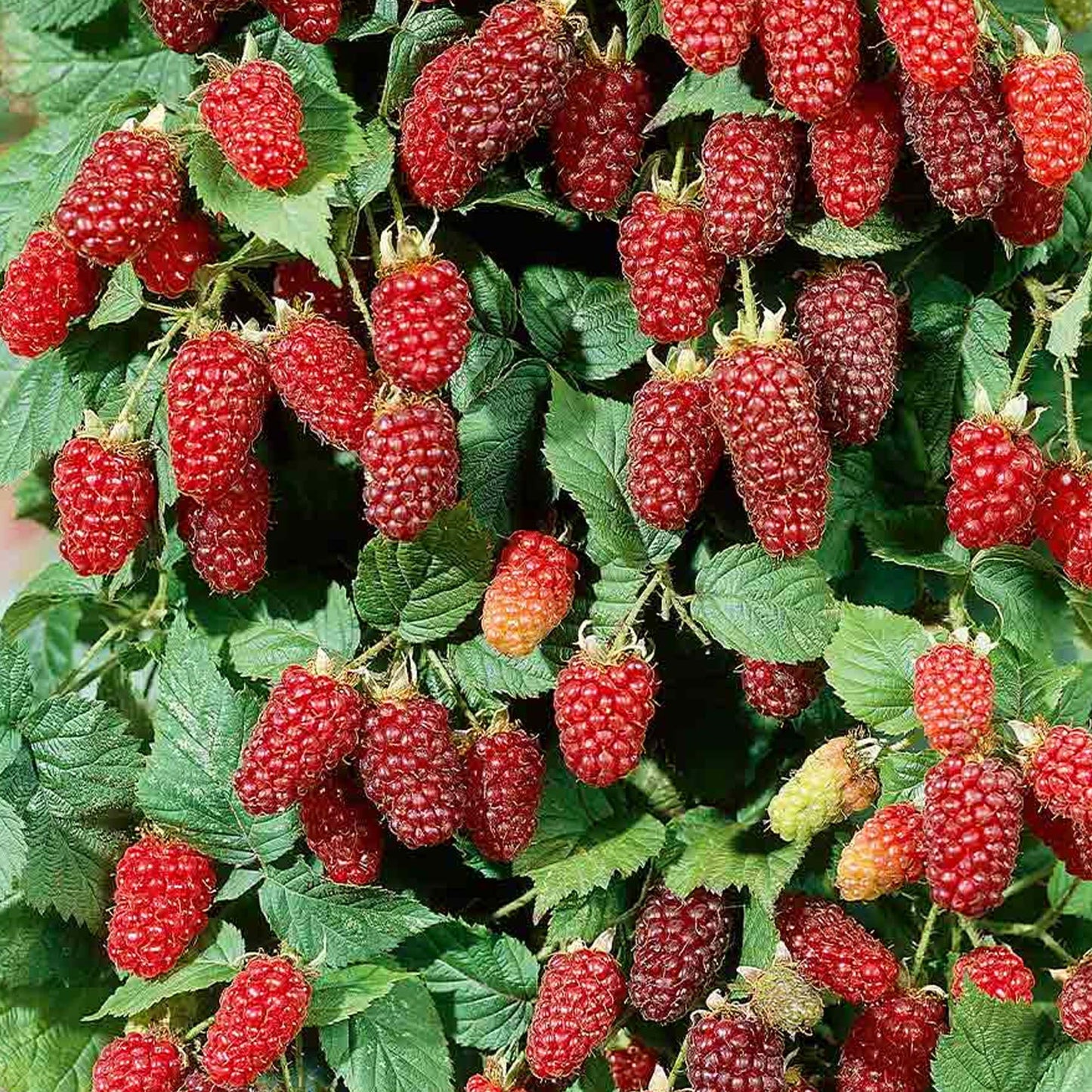 Loganberry