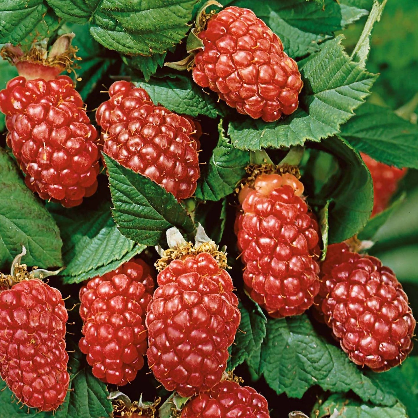 Loganberry