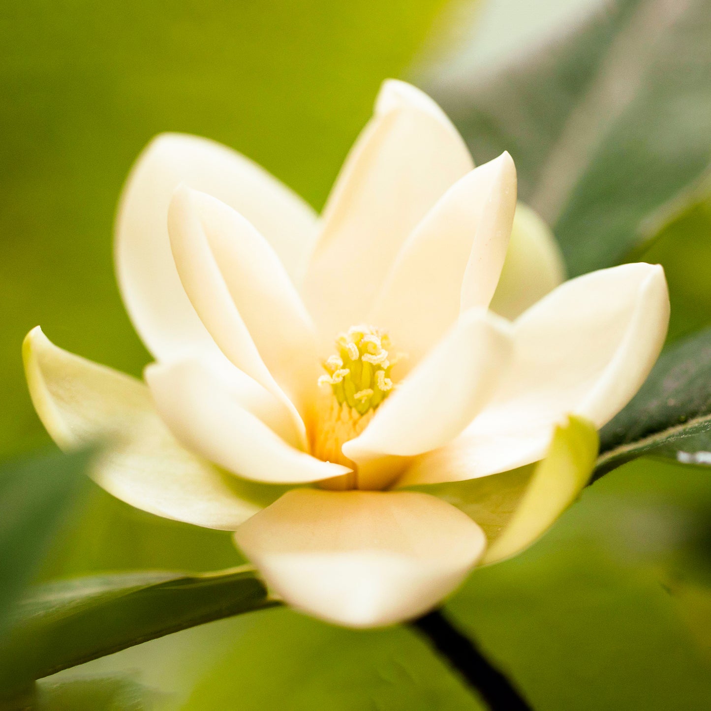 Magnolia Fairy Cream