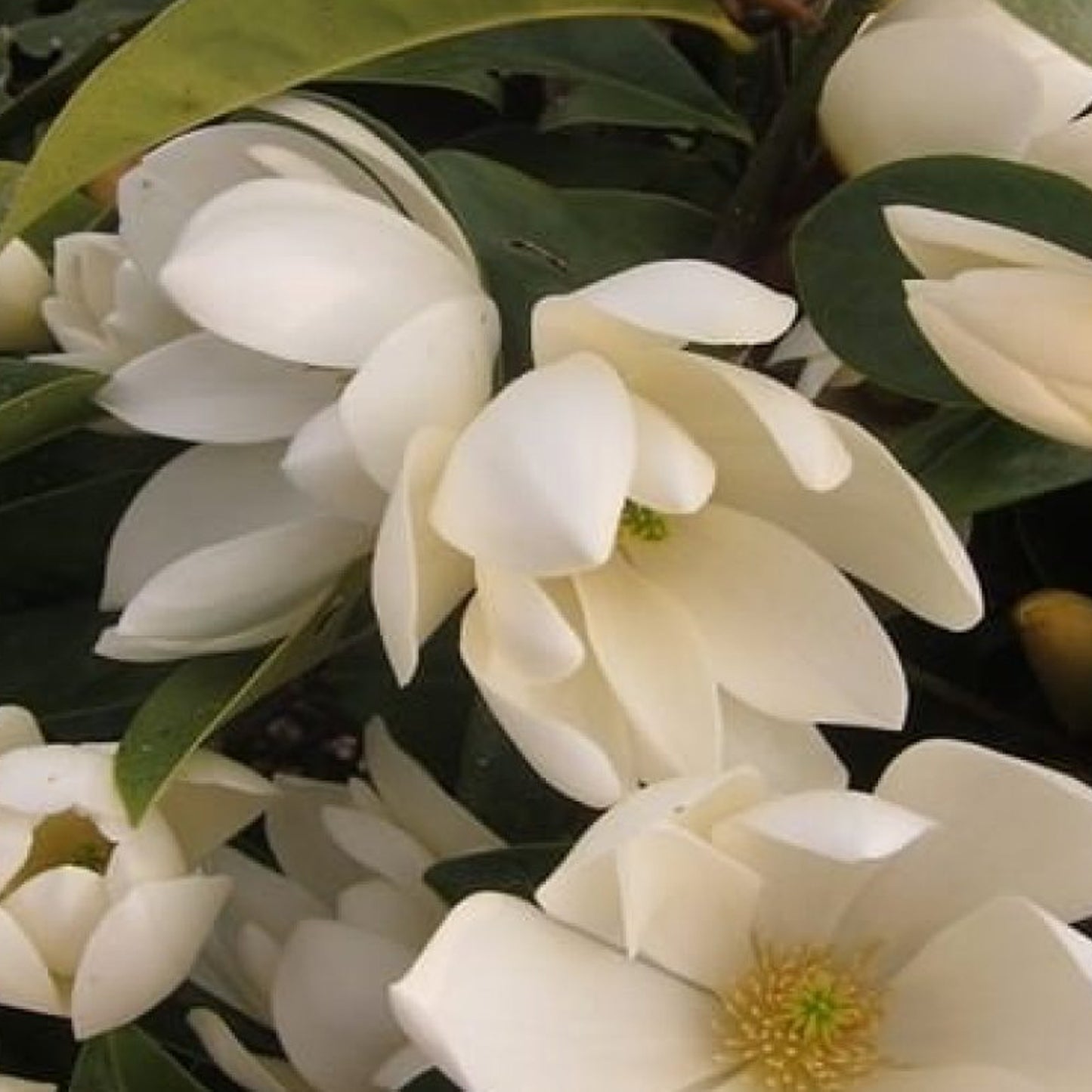 Magnolia Fairy Cream