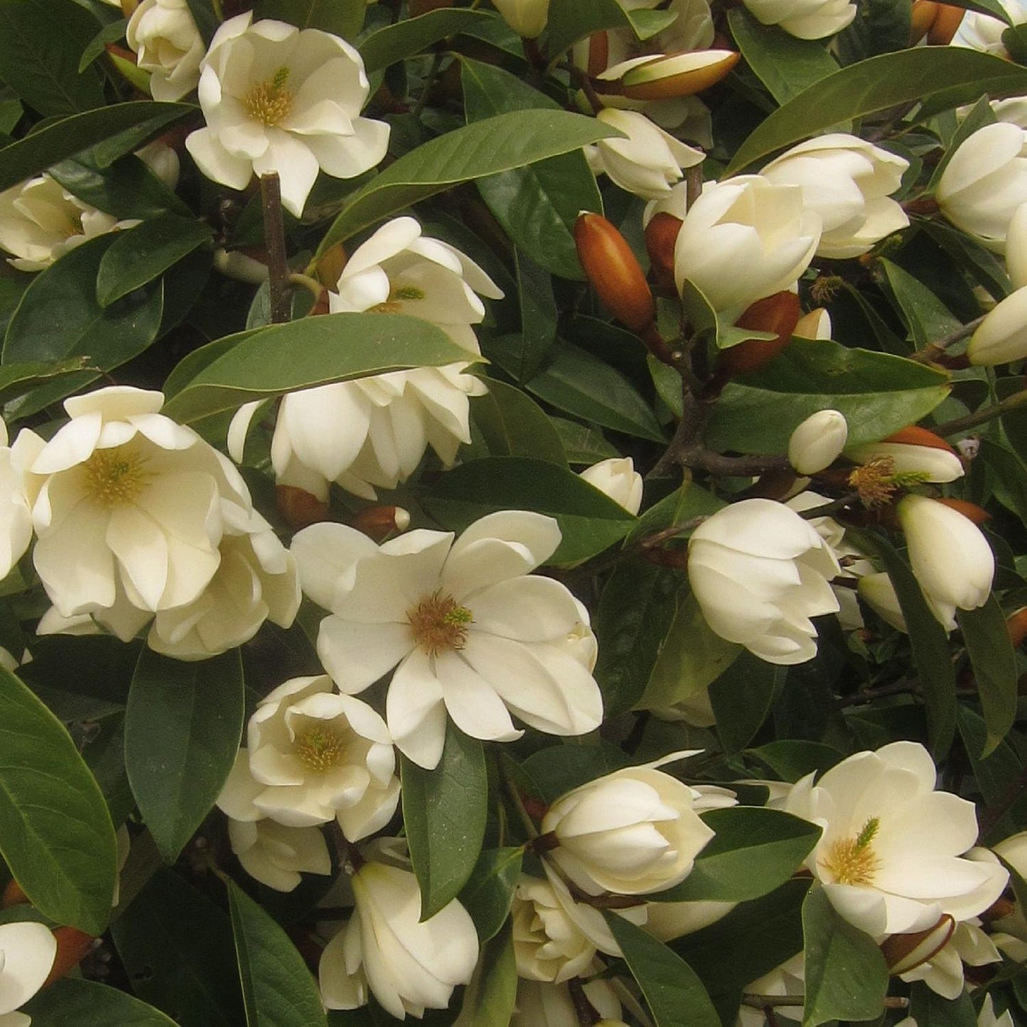Magnolia Fairy Cream