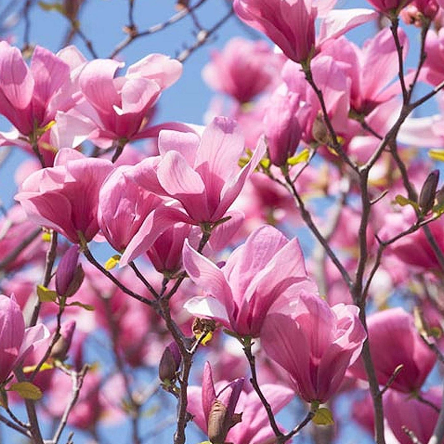 Magnolia Galaxy