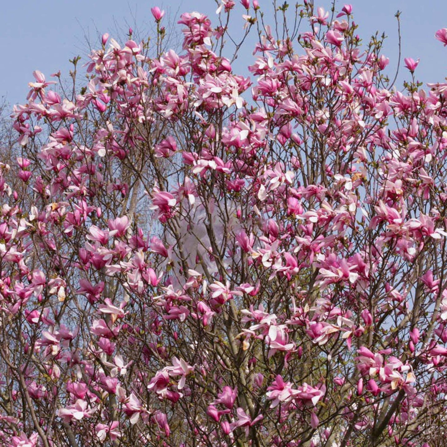 Magnolia Galaxy