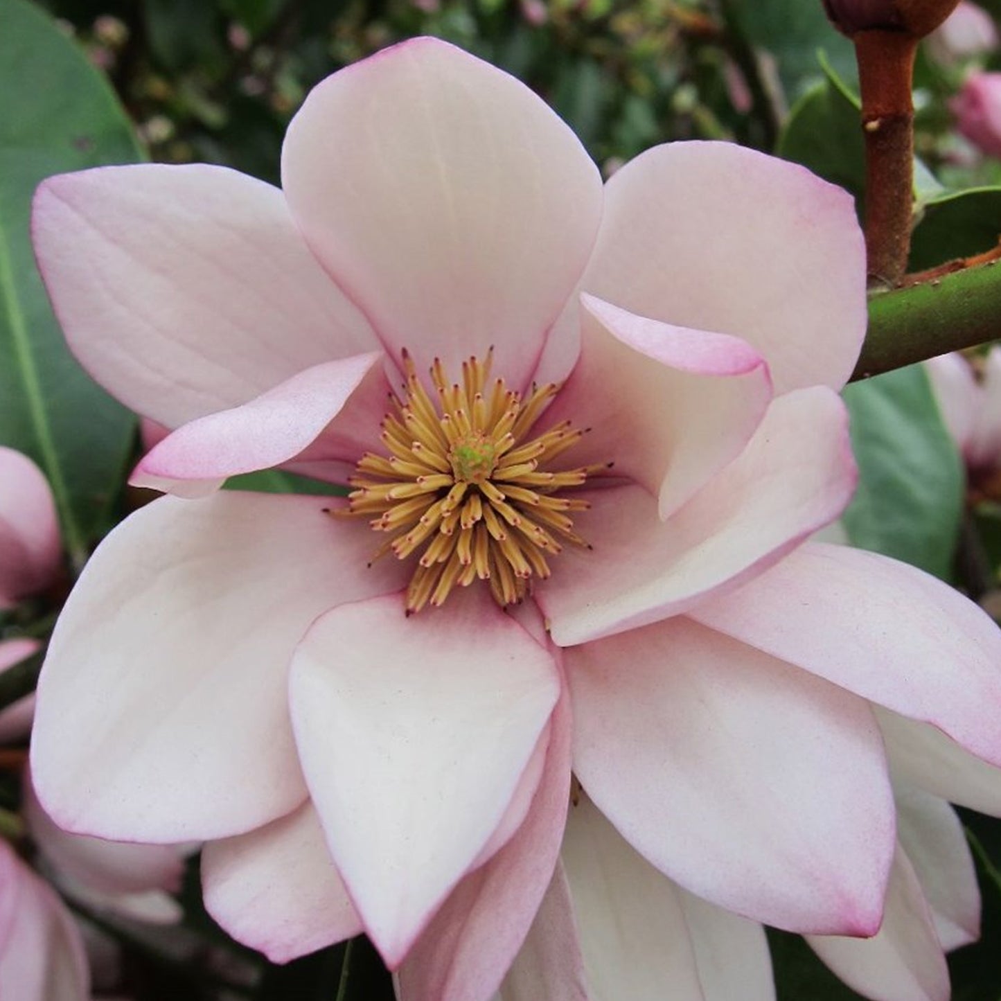 Magnolia Fairy Blush