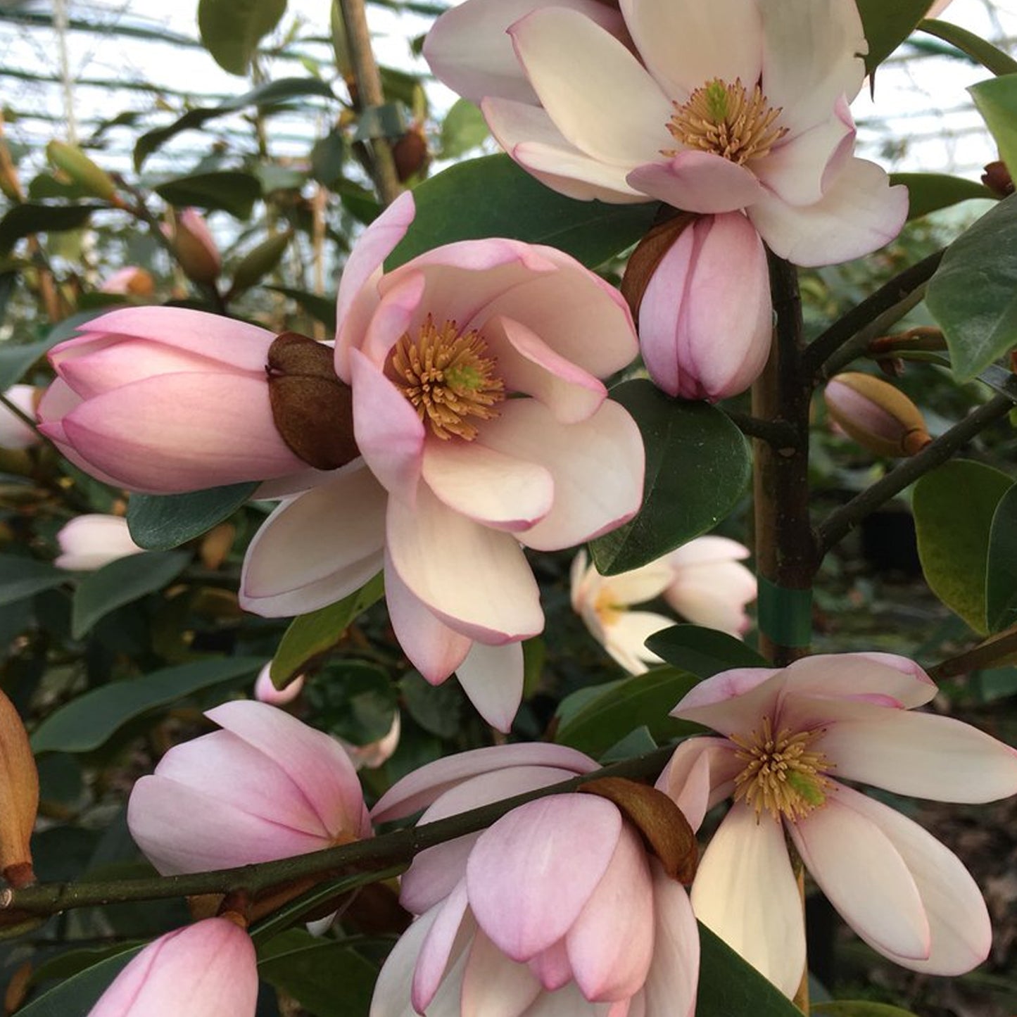 Magnolia Fairy Blush