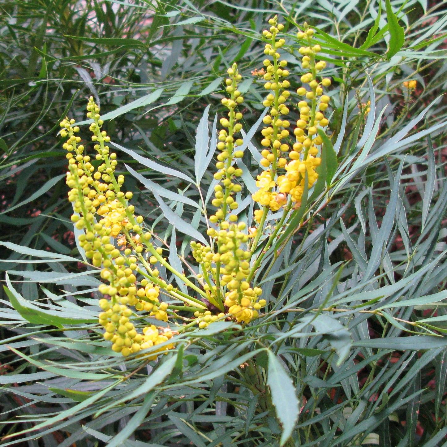 Mahonia Soft Caress