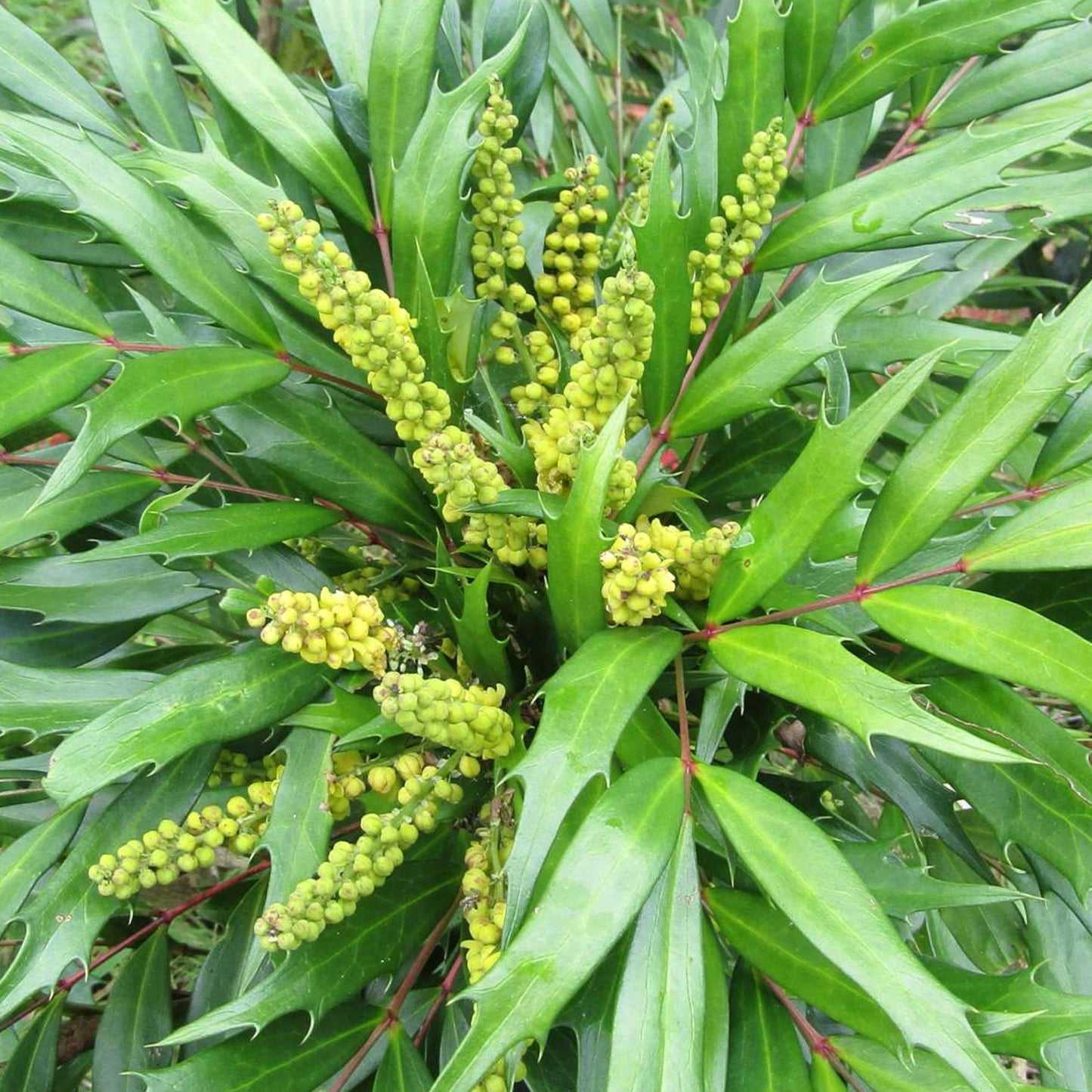 Mahonia Soft Caress