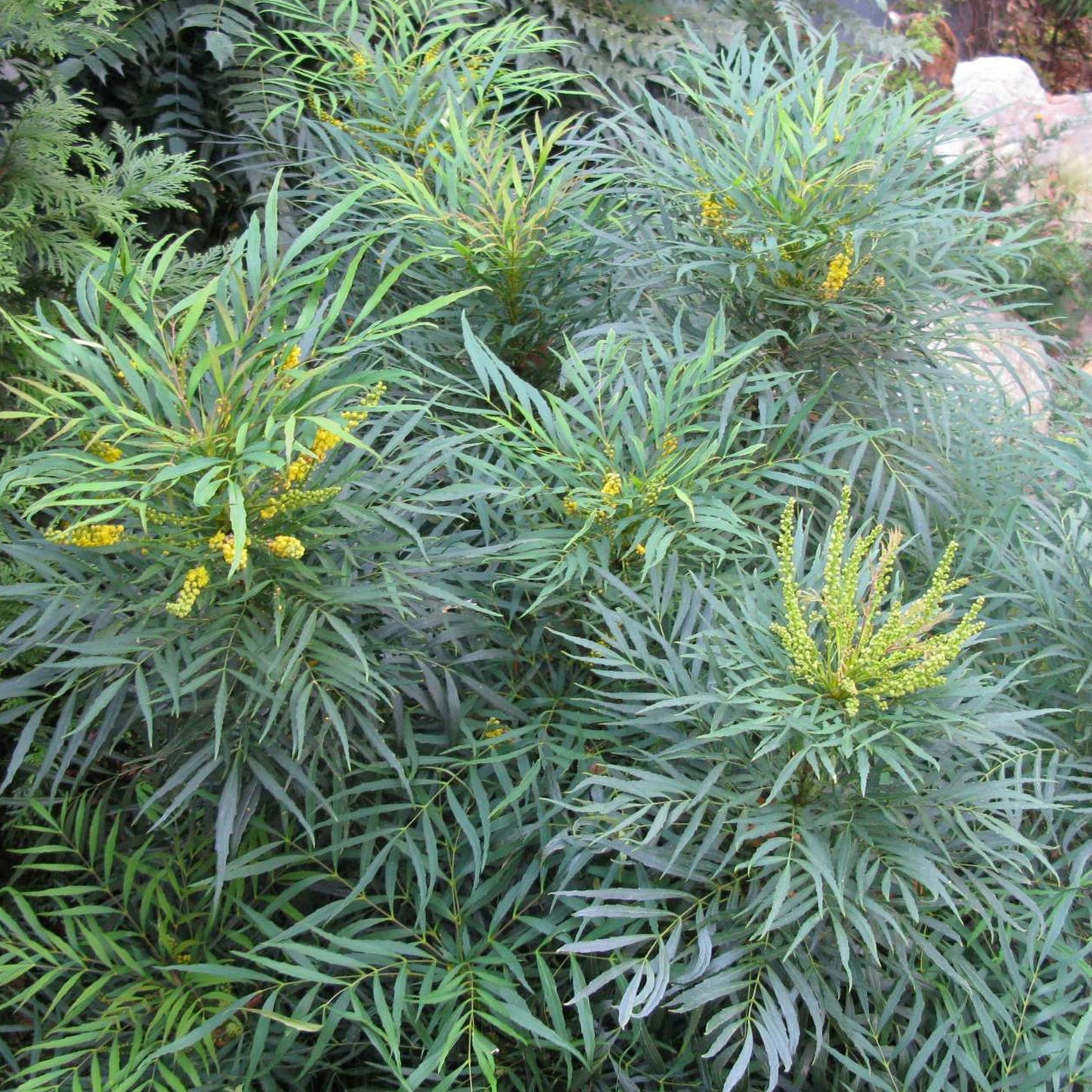 Mahonia Soft Caress