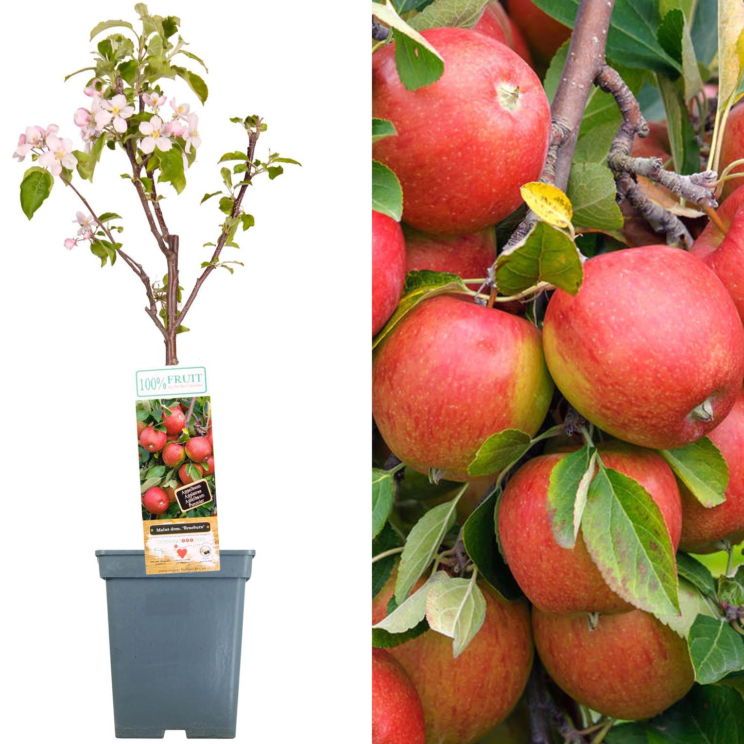 Patio Fruit Trees