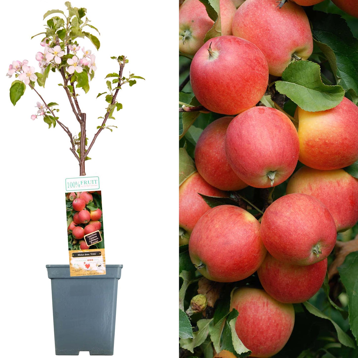 Patio Fruit Trees