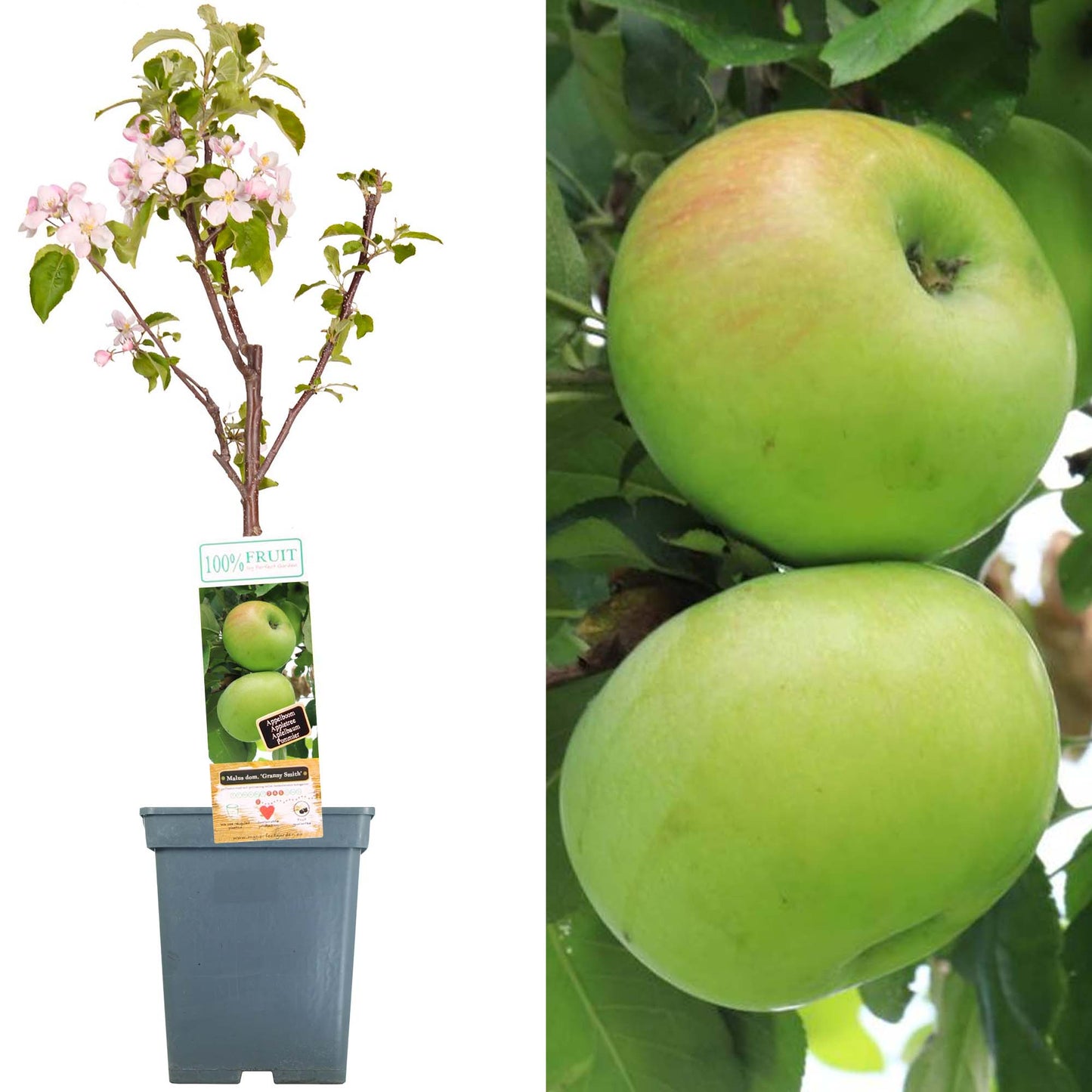 Patio Fruit Trees