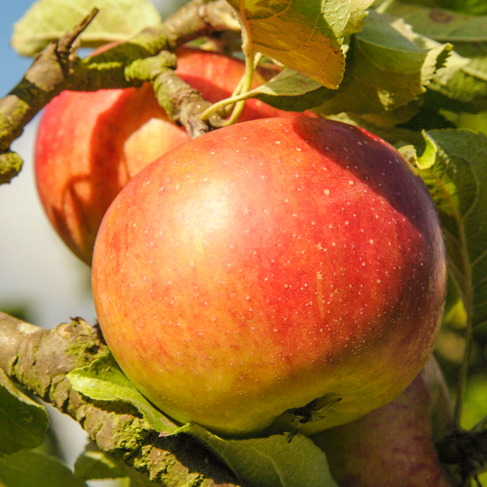 Apple Pixie (12L, 4-5ft)