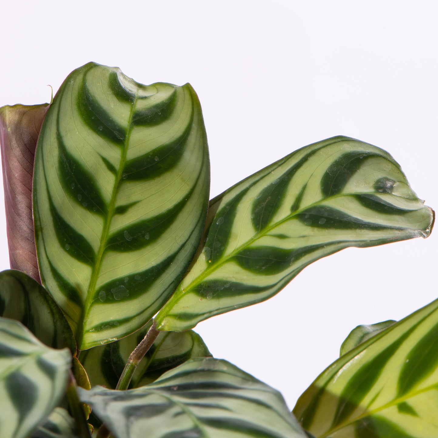 Baby Plants - Maranta Leuconeura Amabilis