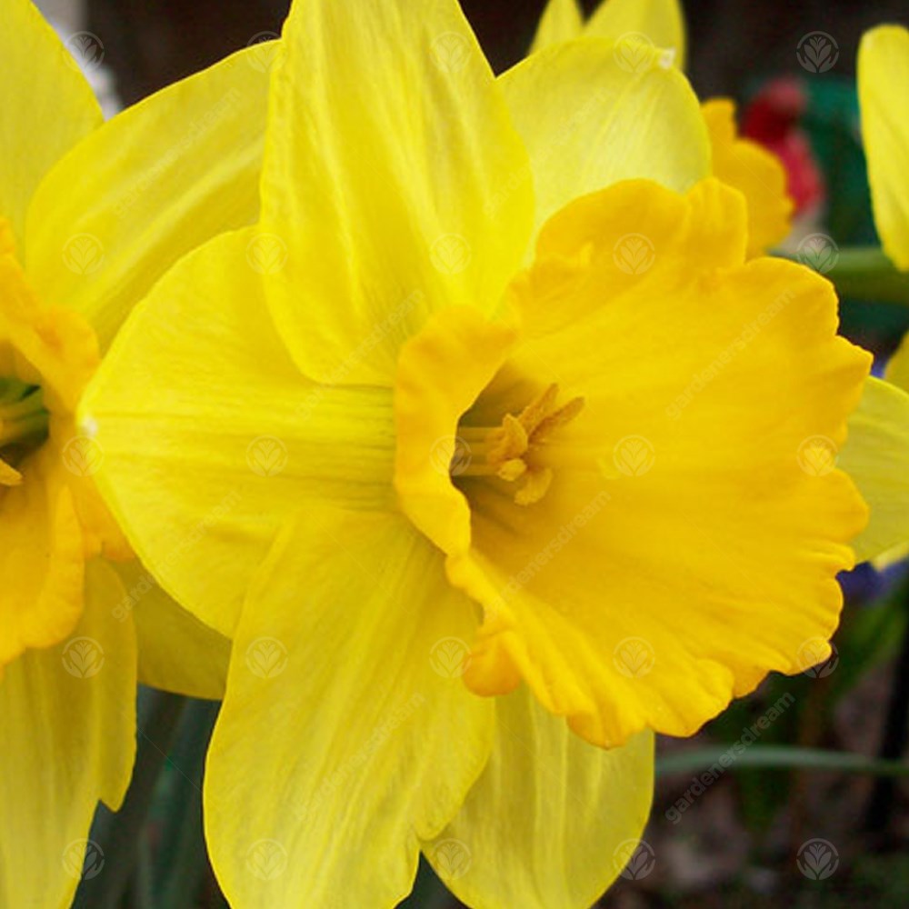 Daffodil Bestseller -MASTER-