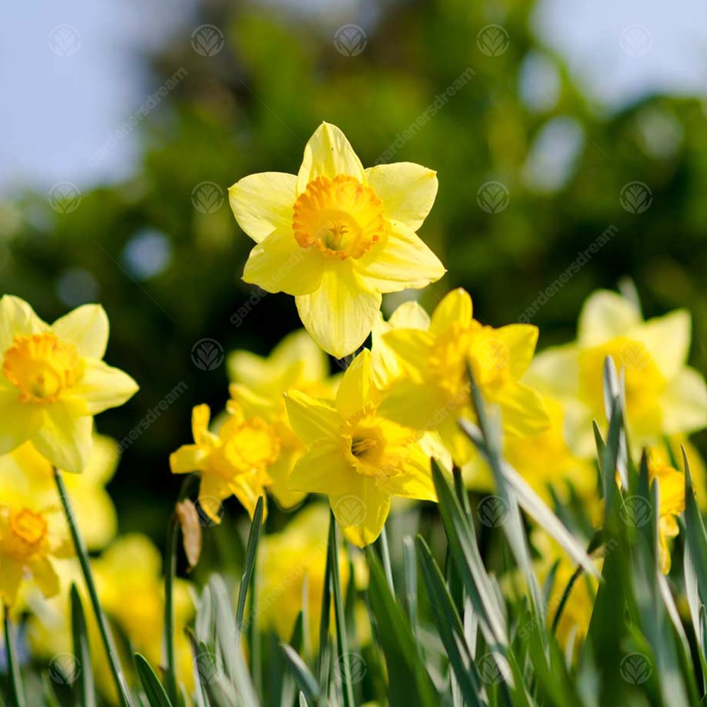 Daffodil Bestseller -MASTER-