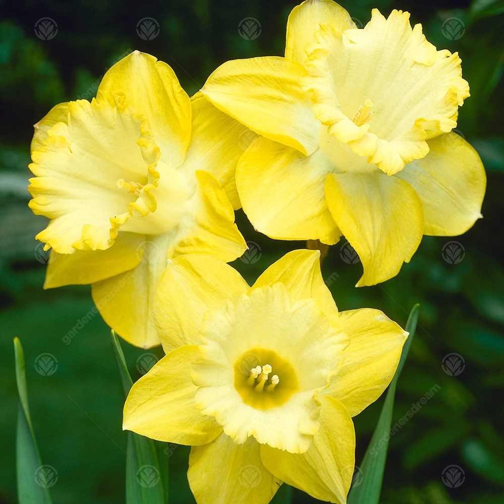 Daffodil Bestseller -MASTER-