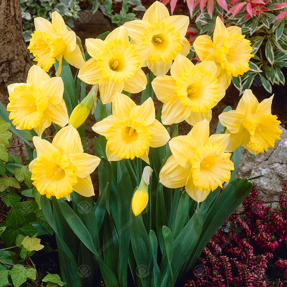 Daffodil Bestseller -MASTER-