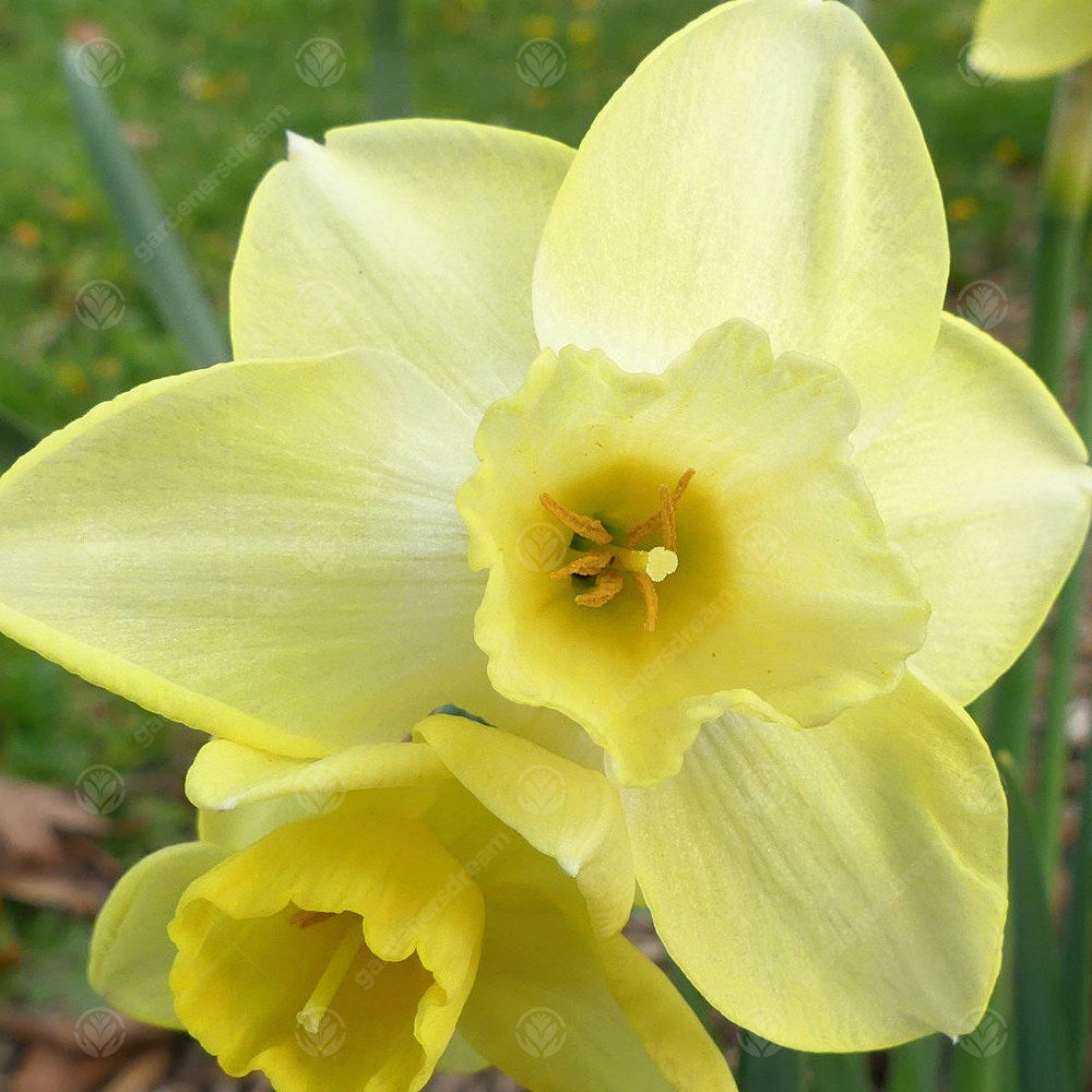 Daffodil Binkie -MASTER-