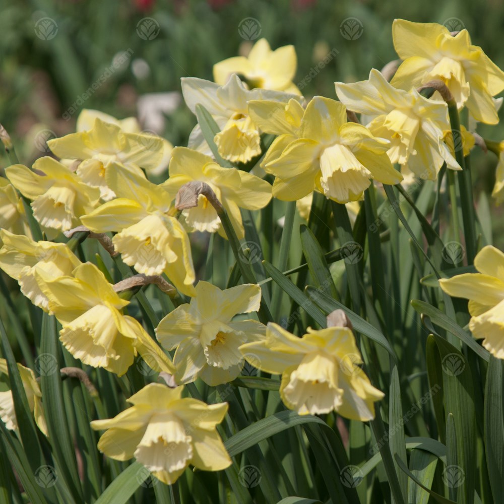Daffodil Binkie -MASTER-